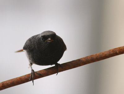 Svart rdstjrt  [Black Redstart] (IMG_4807)