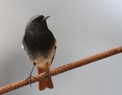 Svart rdstjrt  [Black Redstart] (IMG_4817)
