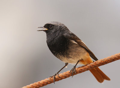 Svart rdstjrt  [Black Redstart] (IMG_4826)