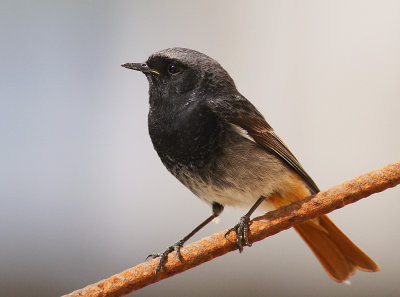 Svart rdstjrt  [Black Redstart] (IMG_4836)