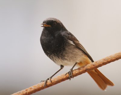 Svart rdstjrt  [Black Redstart] (IMG_4845)