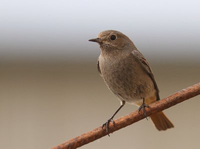 Svart rdstjrt  [Black Redstart] (IMG_4888)
