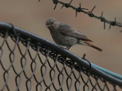 Svart rdstjrt  [Black Redstart] (IMG_5138)
