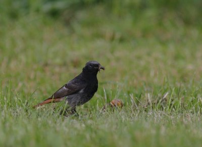 Svart rdstjrt  [Black Redstart] (IMG_5186)