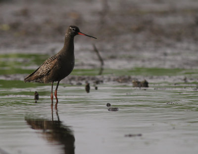 Svartsnppa [Spotted Redshank] (IMG_7604)