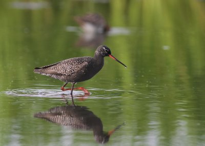 Svartsnppa [Spotted Redshank] (IMG_7618)