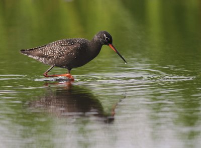 Svartsnppa [Spotted Redshank] (IMG_7626)