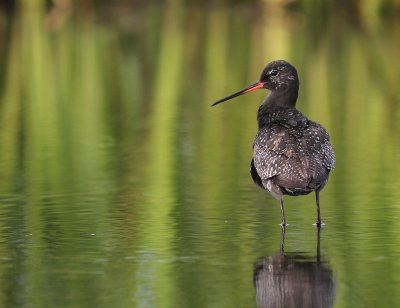 Svartsnppa [Spotted Redshank] (IMG_7632)