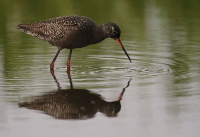 Svartsnppa [Spotted Redshank] (IMG_7643)