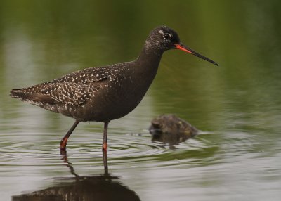 Svartsnppa [Spotted Redshank] (IMG_7645)