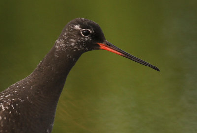 Svartsnppa [Spotted Redshank] (IMG_7646)