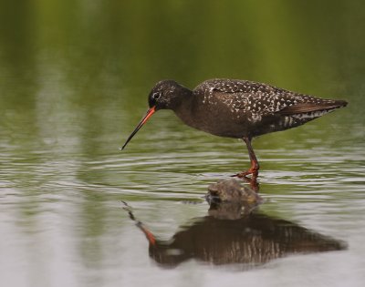 Svartsnppa [Spotted Redshank] (IMG_7648)