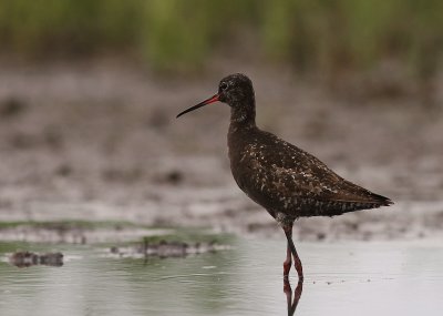 Svartsnppa [Spotted Redshank] (IMG_8859)