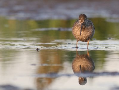 Svartsnppa [Spotted Redshank] (IMG_9162)