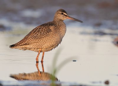 Svartsnppa [Spotted Redshank] (IMG_9181)