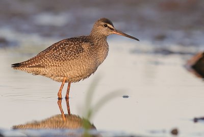 Svartsnppa [Spotted Redshank] (IMG_9182)