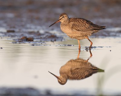 Svartsnppa [Spotted Redshank] (IMG_9195)