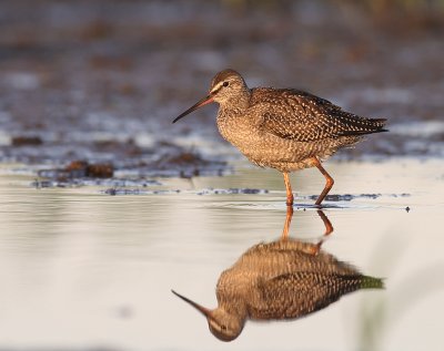 Svartsnppa [Spotted Redshank] (IMG_9196)