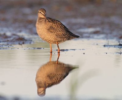 Svartsnppa [Spotted Redshank] (IMG_9202)