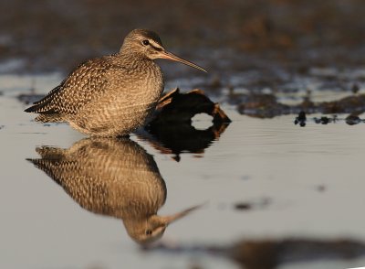 Svartsnppa [Spotted Redshank] (IMG_9654)