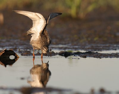 Svartsnppa [Spotted Redshank] (IMG_9700)