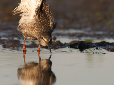 Svartsnppa [Spotted Redshank] (IMG_9701)