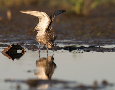 Svartsnppa [Spotted Redshank] (IMG_9702)