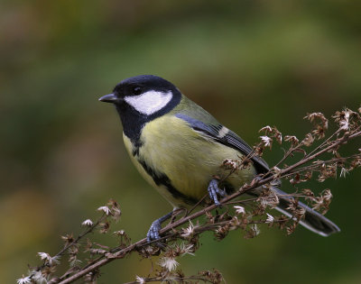 Talgoxe [Great Tit] (IMG_0670)