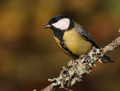 Talgoxe [Great Tit] (IMG_1007)