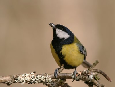 Talgoxe [Great Tit] (IMG_6278)