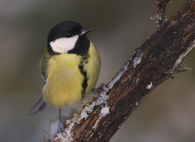 Talgoxe [Great Tit] (IMG_9609)