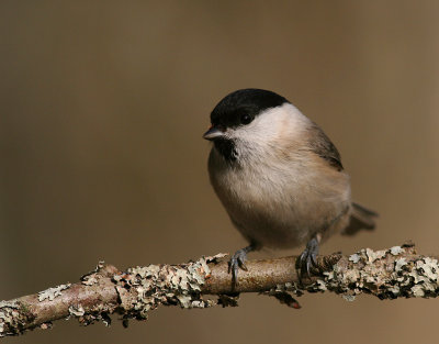 Talltita [Willow Tit] (IMG_6282)