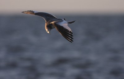 Trnms [Sabine's Gull] (IMG_2473)