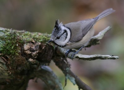 Tofsmes [Crested Tit] (IMG_1124)