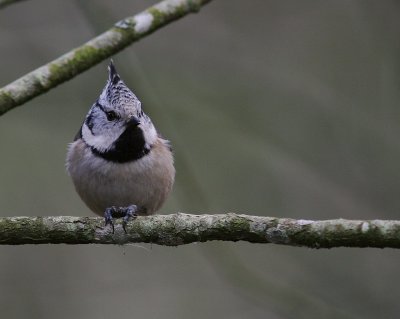 Tofsmes [Crested Tit] (IMG_1129)