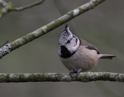 Tofsmes [Crested Tit] (IMG_1142)
