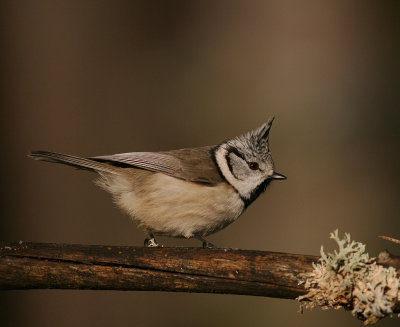 Tofsmes [Crested Tit] (IMG_1480)