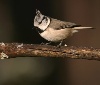 Tofsmes [Crested Tit] (IMG_1492)