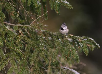 Tofsmes [Crested Tit] (IMG_1529)