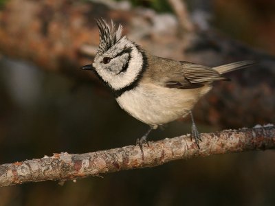 Tofsmes [Crested Tit] (IMG_1567)