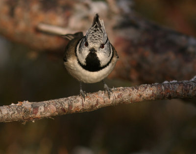 Tofsmes [Crested Tit] (IMG_1568)