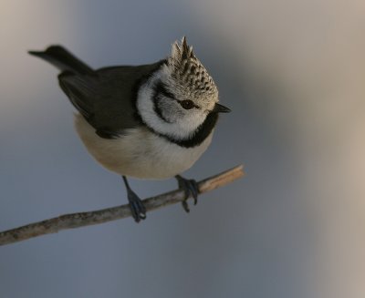 Tofsmes [Crested Tit] (IMG_1593)