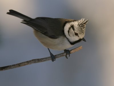 Tofsmes [Crested Tit] (IMG_1594)