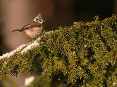 Tofsmes [Crested Tit] (IMG_1595)