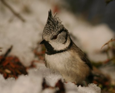 Tofsmes [Crested Tit] (IMG_1686)