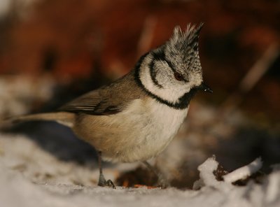 Tofsmes [Crested Tit] (IMG_1694)