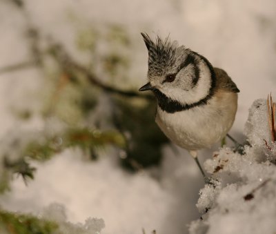 Tofsmes [Crested Tit] (IMG_1715)