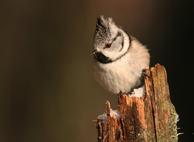 Tofsmes [Crested Tit] (IMG_1829)
