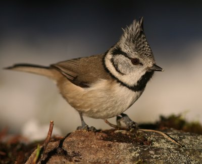 Tofsmes [Crested Tit] (IMG_1859)