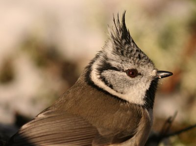 Tofsmes [Crested Tit] (IMG_1883)